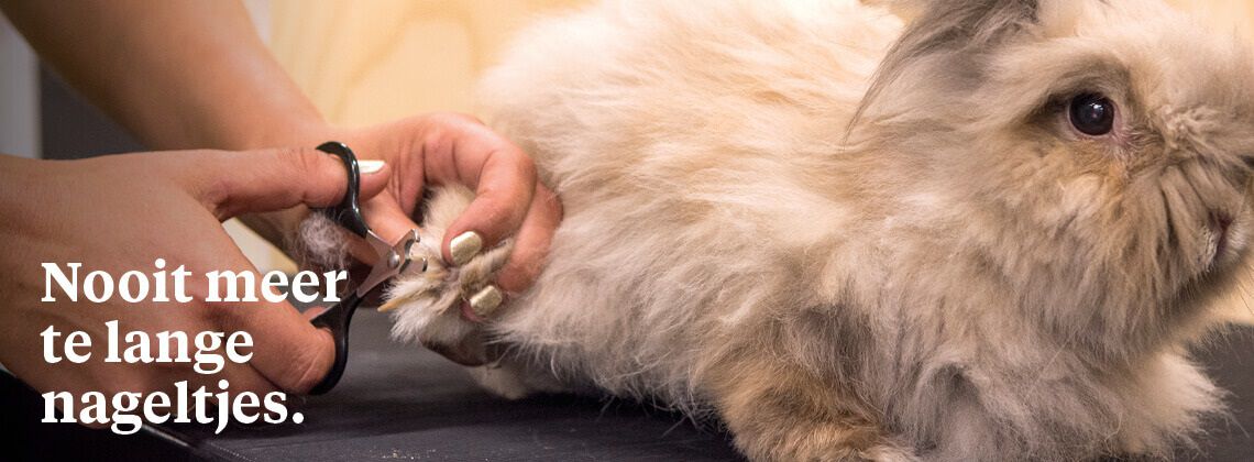 Nagelknipservice voor jouw konijn - € 6.95 Nagelknipservice voor jouw konijn - € 6.95